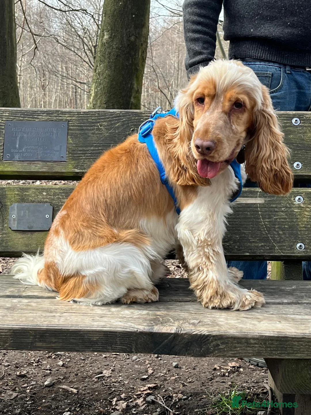 Cocker Spaniel dogs for stud: Orange Roan KC reg Show Cocker Spaniel Stud - Advert 7
