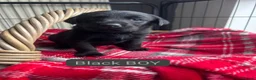 Labrador Retriever dogs for sale: KC BLACK LARBRADOR PUPPIES - Advert 25