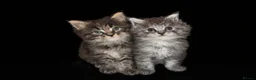 Maine Coon cats for sale: 2 Left TICA MAINE COON KITTENS ACTIVE AVAILABLE  - Advert 8
