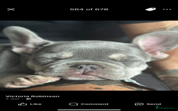 French Bulldog dogs for sale: Terrance the frenchie  - Image 6