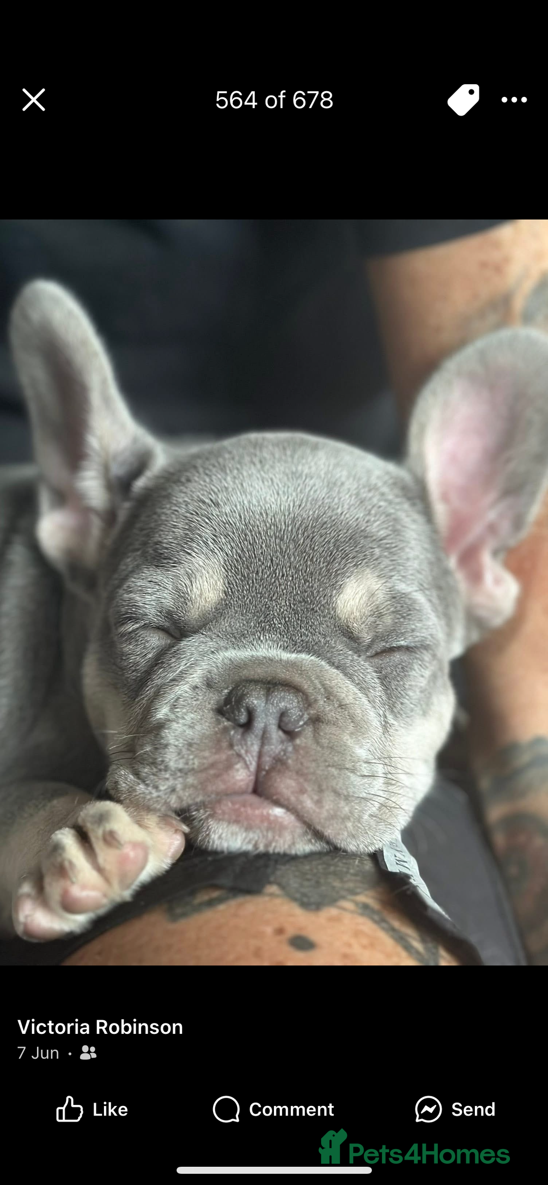 French Bulldog dogs for sale: Terrance the frenchie  - Image 6