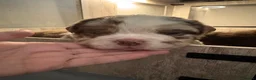 Olde English Bulldogge dogs for sale: 9 beautiful olde English bulldogge  - Advert 11