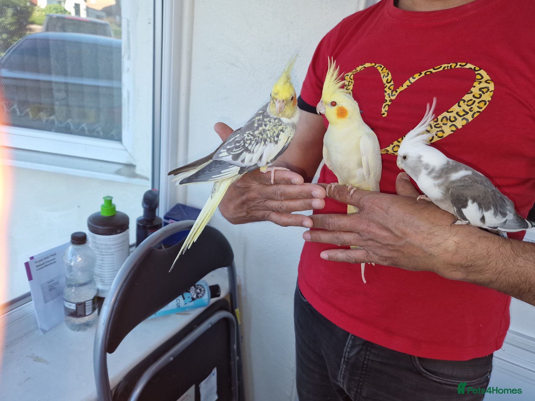 Cockatiels birds Super Hand Tamed cockatiel for sale  - Advert 12