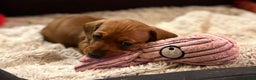 Miniature Dachshund dogs for sale: Vanitonia Miniature Smooth Dachshunds   - Advert 14