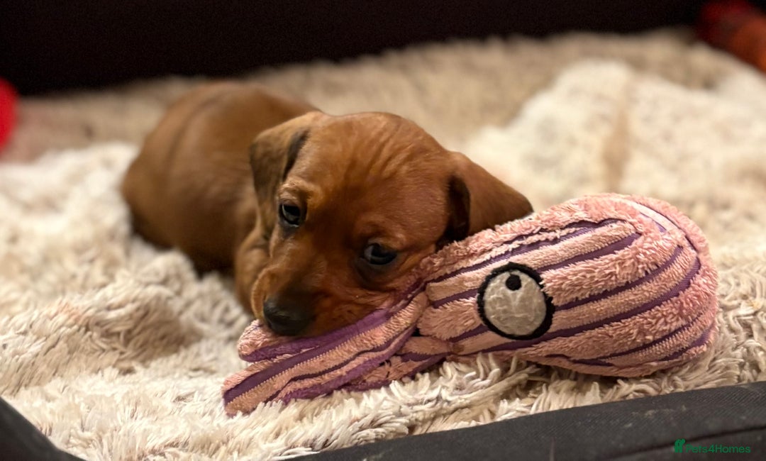 Miniature Dachshund dogs for sale: Vanitonia Miniature Smooth Dachshunds   - Advert 14