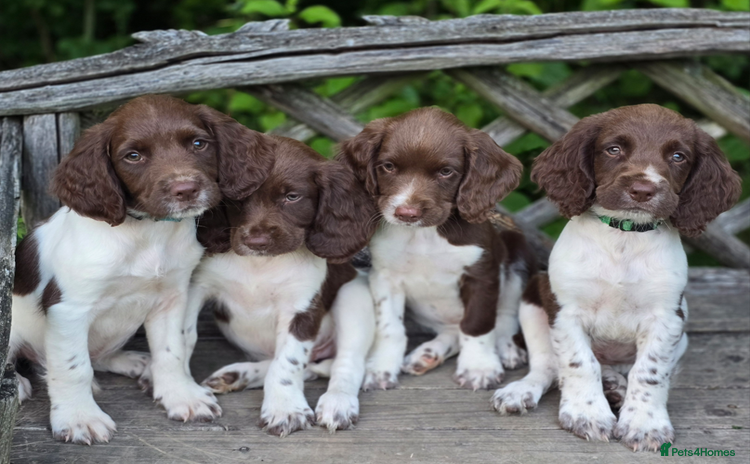 English Springer Spaniel dogs - Advert 1