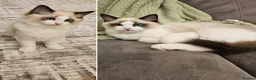 Ragdoll cats for sale: Beautiful GCCF Male Ragdoll 2 years old in Middlesbrough - Advert 18