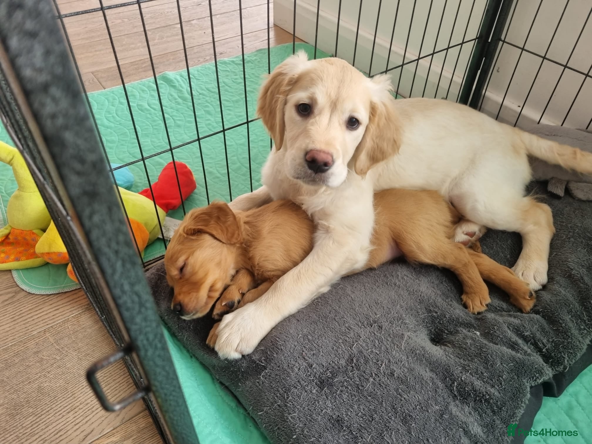Golden Retriever dogs Last girl available kc reg ready 30/12 - Advert 17