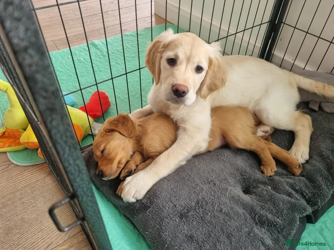 Golden Retriever dogs for sale: Last girl available kc reg ready 30/12 - Advert 2