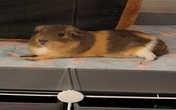 Guinea Pig rodents for sale: 2 Male Guinea Pigs looking for a loving home - Image 2