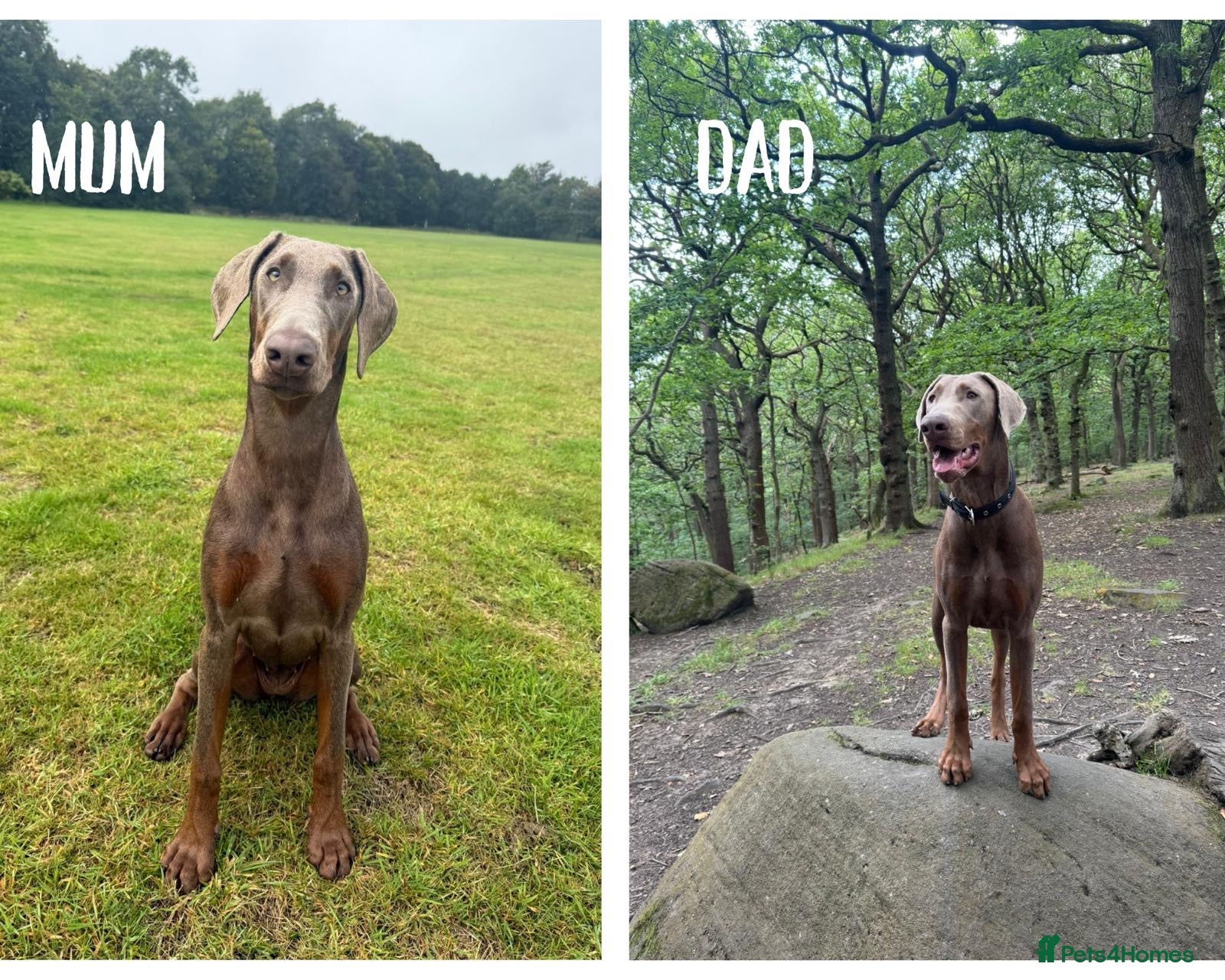 Dobermann dogs Dobermann Pinscher Puppies for sale  - Advert 12
