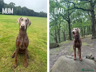 Dobermann dogs Dobermann Pinscher Puppies for sale - Advert 12