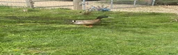 Ducks poultry for sale: Khaki Campbell male 1yr in Dunstable - Advert 2