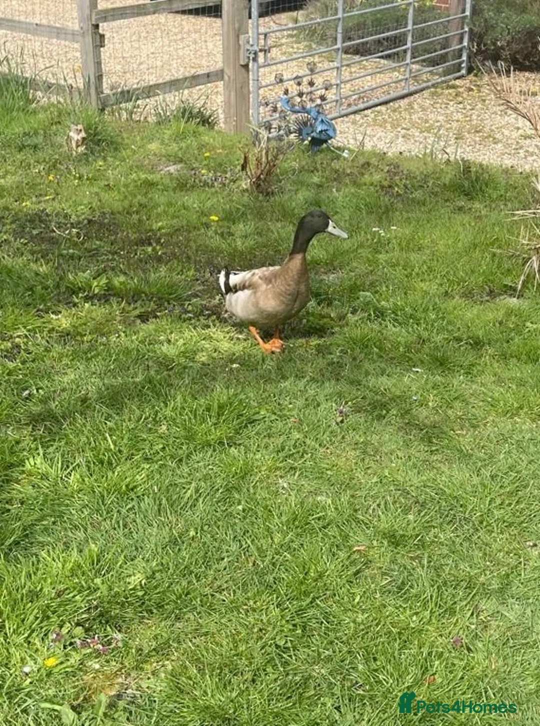 Ducks poultry for sale: Khaki Campbell male 1yr in Dunstable - Advert 2