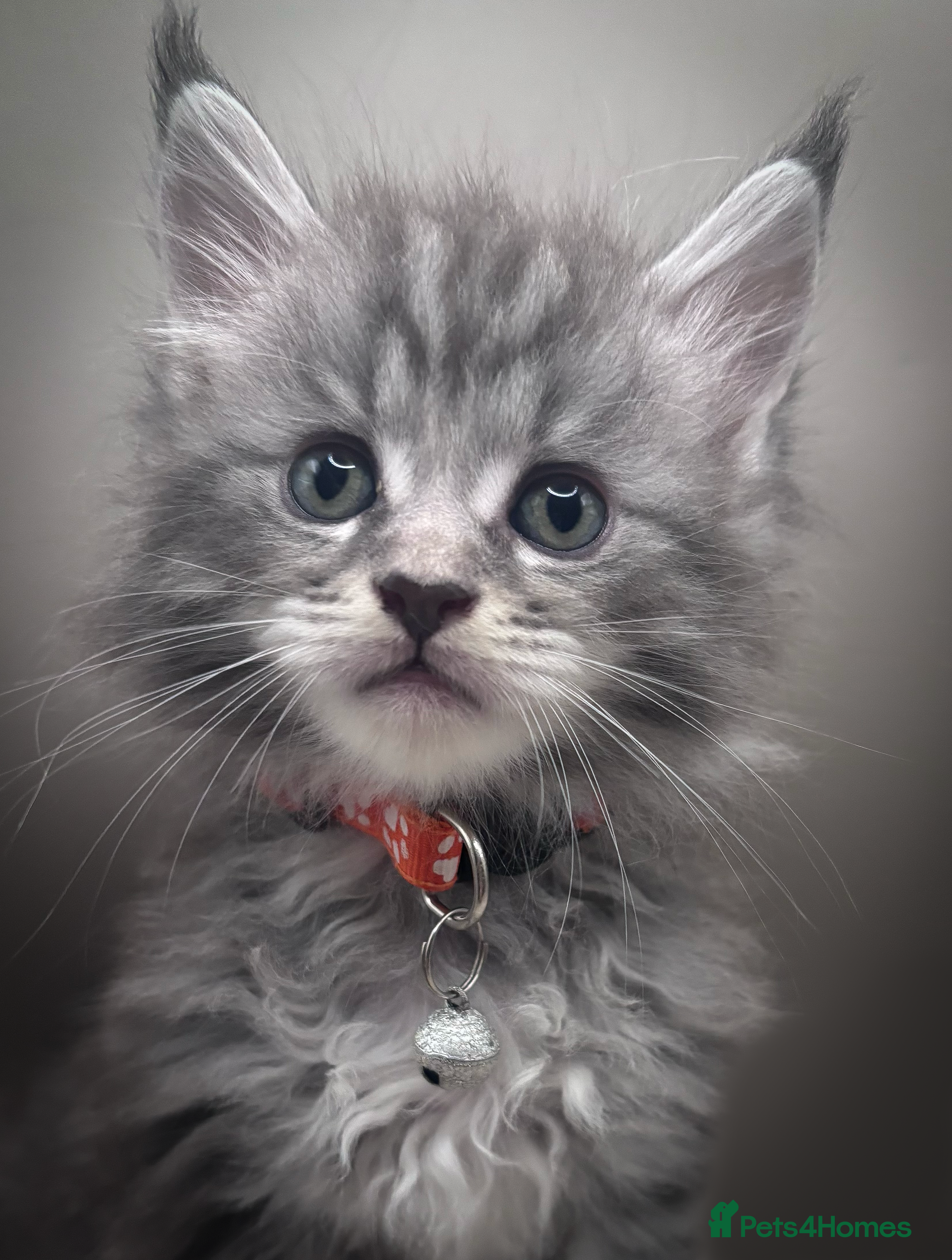 Maine Coon cats Pedigree Maine Coon Kittens  - Advert 2