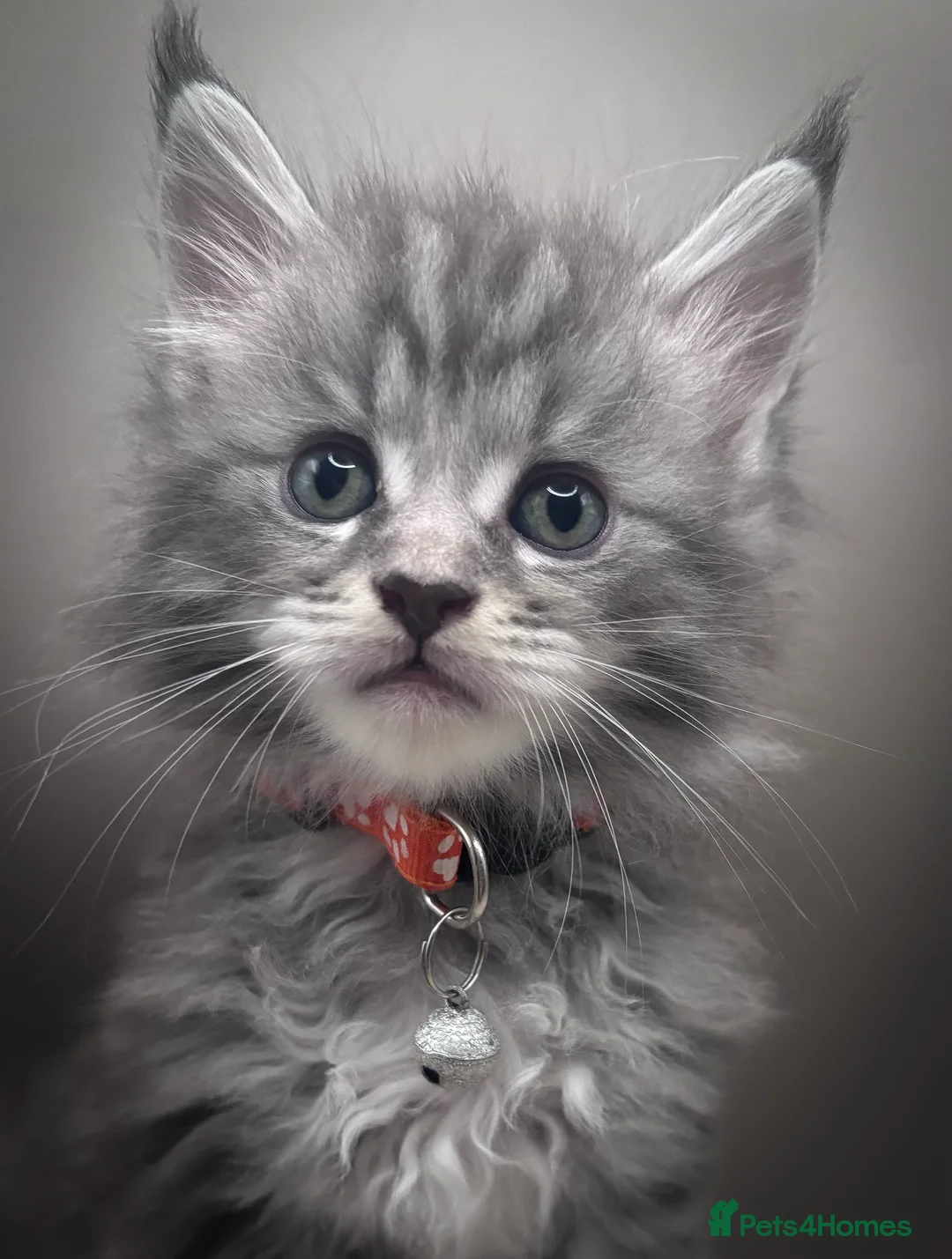 Maine Coon cats for sale: Pedigree Maine Coon Kittens  - Advert 1