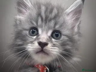 Maine Coon cats Pedigree Maine Coon Kittens - Advert 7