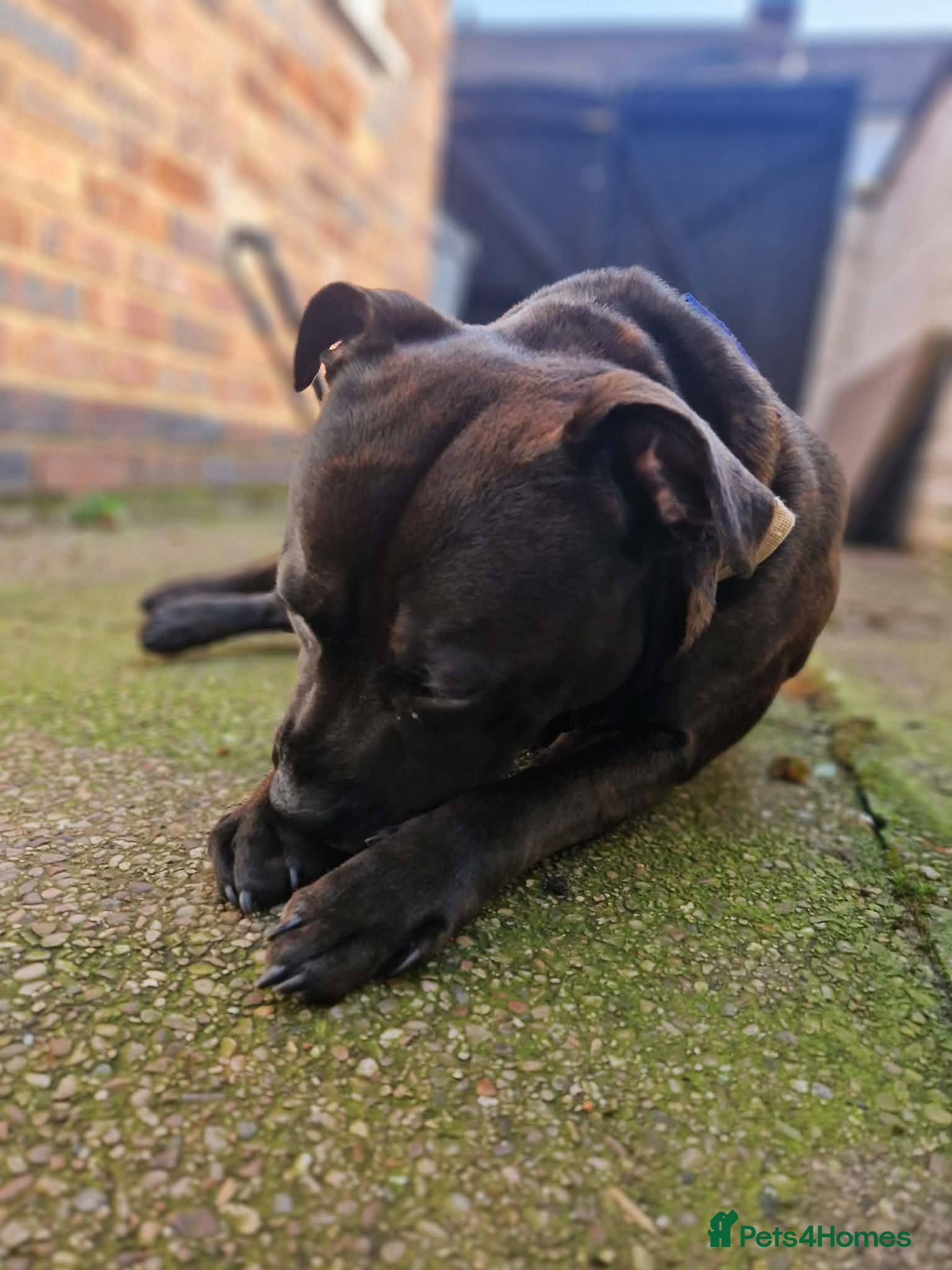 Staffordshire Bull Terrier dogs Loving Staffordshire Bull Terrier Zeus - Advert 1