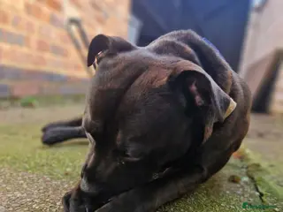 Staffordshire Bull Terrier dogs Loving Staffordshire Bull Terrier Zeus - Advert 2