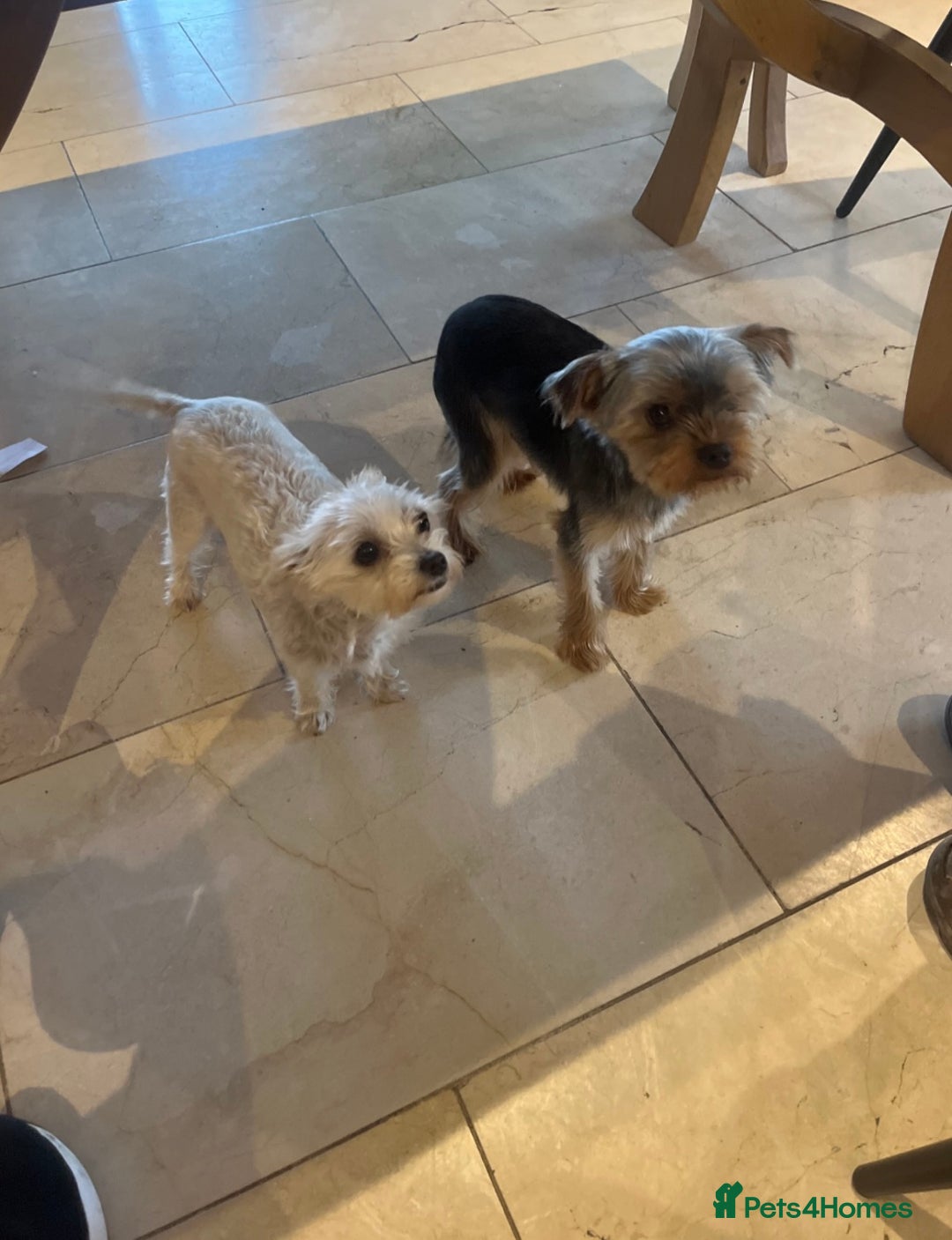 Mixed Breed dogs for sale: Beautiful female yorkie  - Advert 9