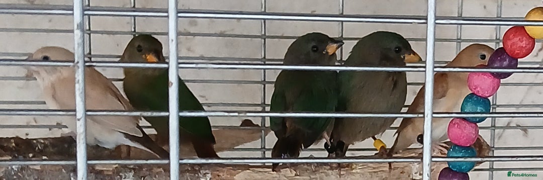 Finches birds for sale:  Finches=Red throated parrotfinchs  - Image 10