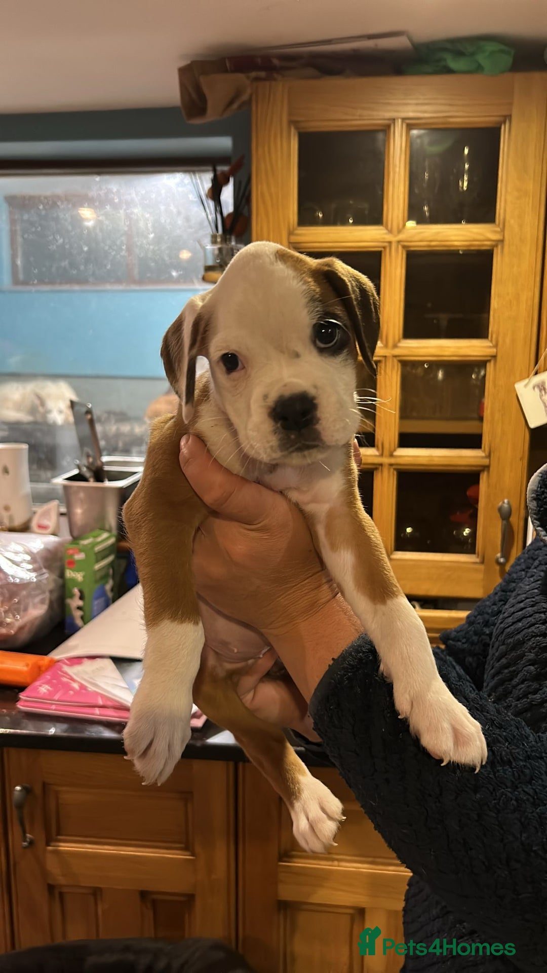 Boxer dogs for sale: kc registered bobtail girl still available - Advert 1