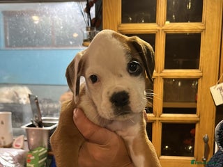 Boxer dogs for sale: kc registered bobtail girl still available - Advert 1