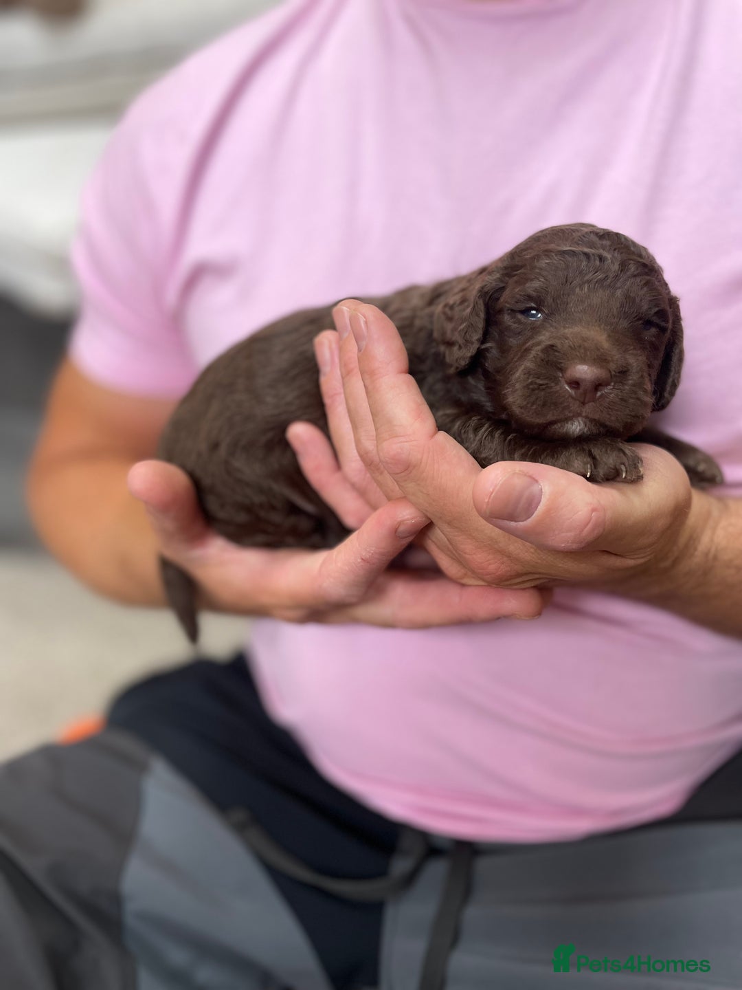 Mixed Breed dogs for sale: Australian Goldendoodles stunning litter  - Image 5