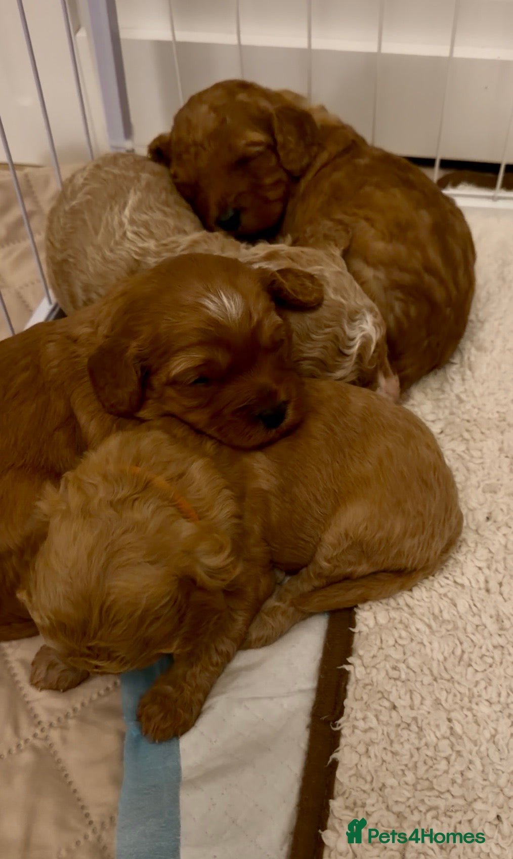 Cavapoo dogs  EXTRA TINY & CURLY female F2 toy cavapoo puppies - Advert 13