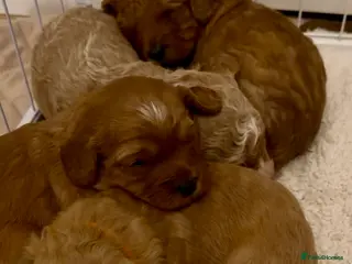 Cavapoo dogs EXTRA TINY & CURLY female F2 toy cavapoo puppies - Advert 13