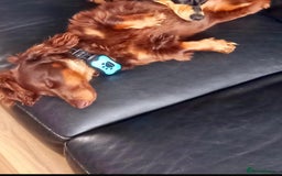 Dachshund dogs for sale: Dachshund - Image 5