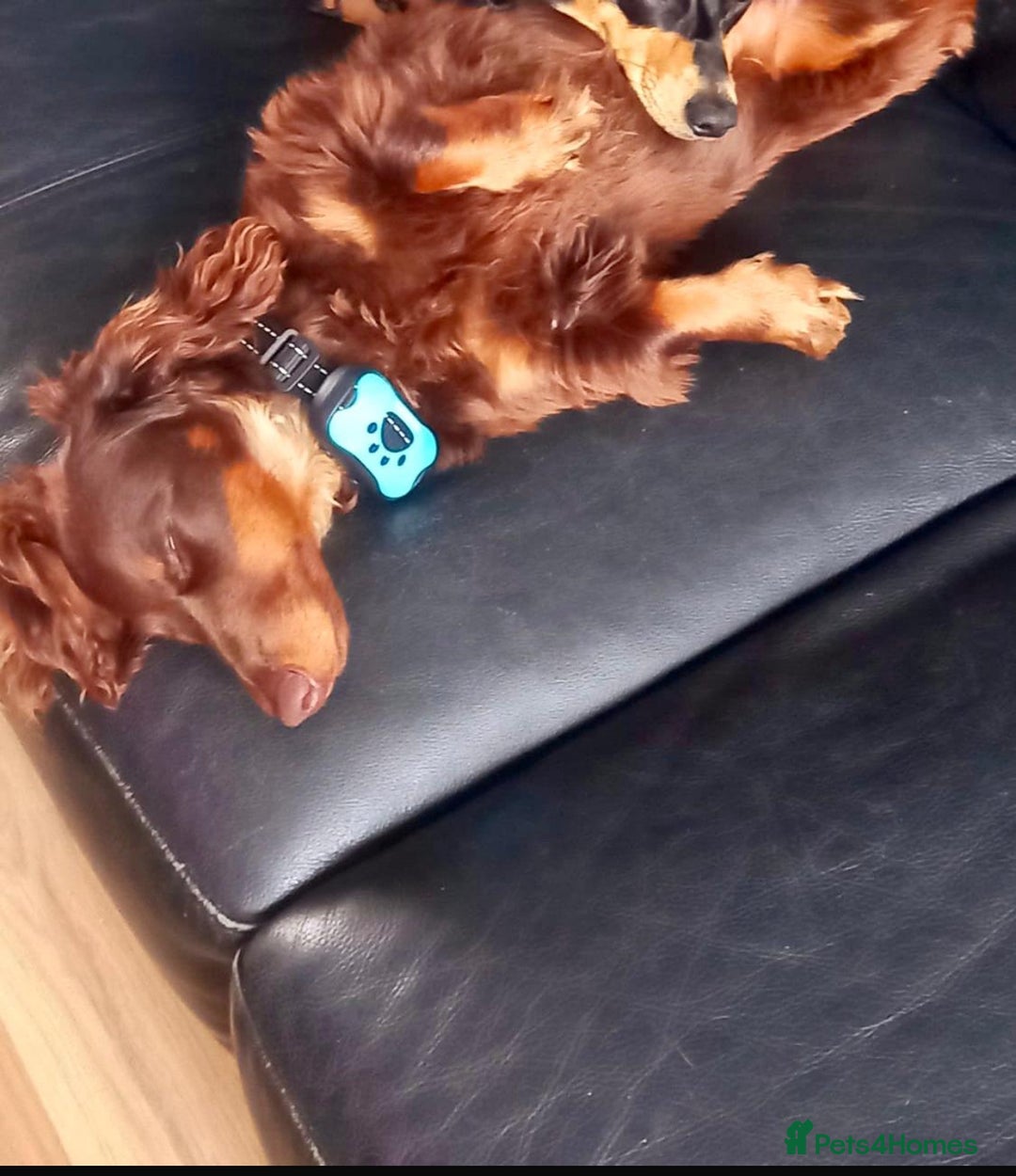 Dachshund dogs for sale: Dachshund - Image 5