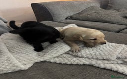 Labrador Retriever dogs for sale: 7 beautiful red fox Labrador puppies for sale.  - Image 9