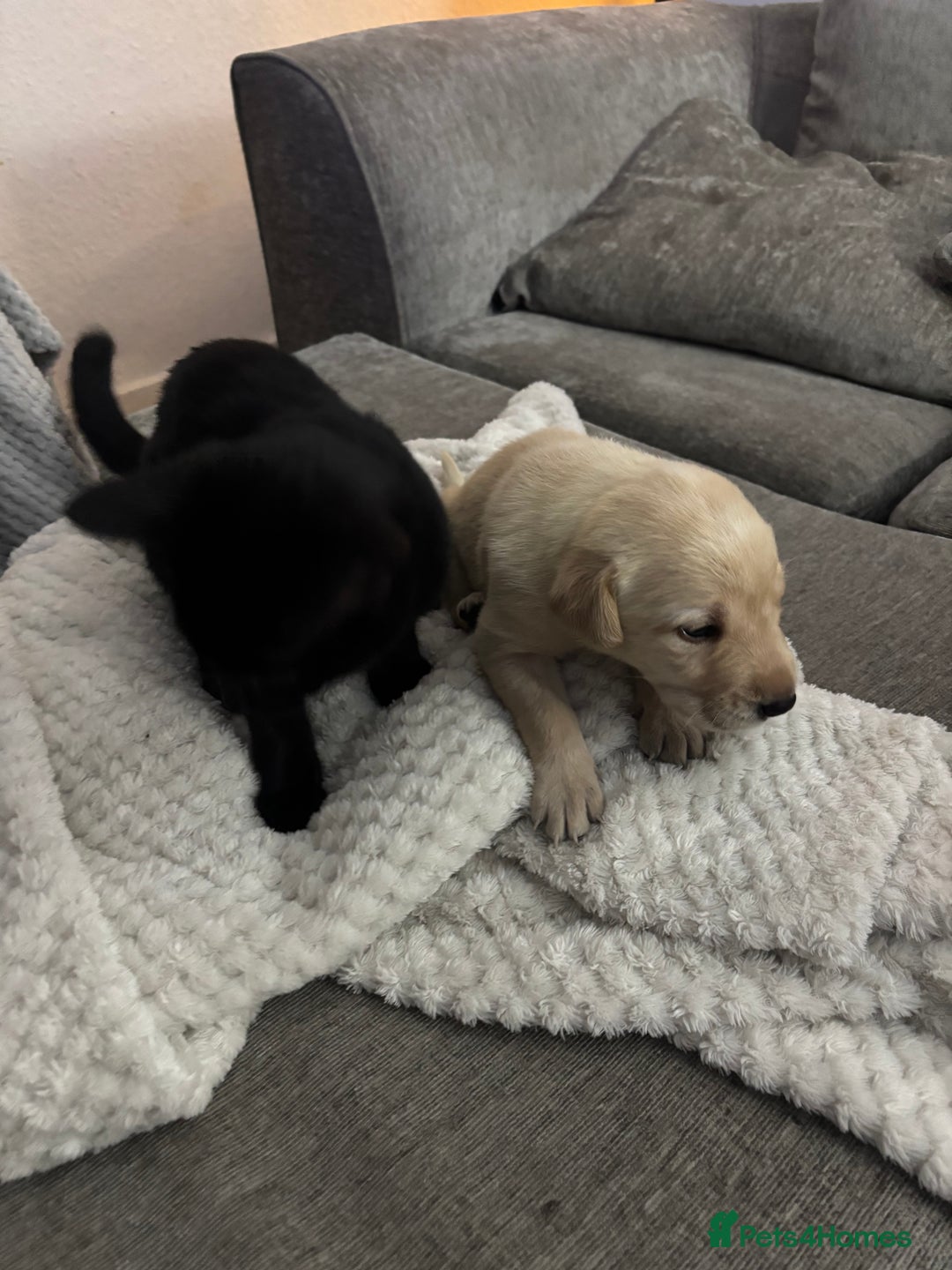 Labrador Retriever dogs for sale: 7 beautiful red fox Labrador puppies for sale.  - Image 9