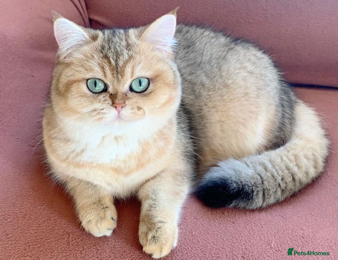 British Shorthair cats for sale: Britiah shorthair last girl available - Image 7