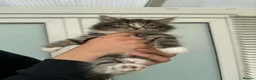 Mixed Breed cats for sale: Maine coon xxx  - Advert 12
