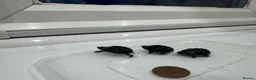 Turtle reptiles for sale: Baby Turtles  - Advert 2