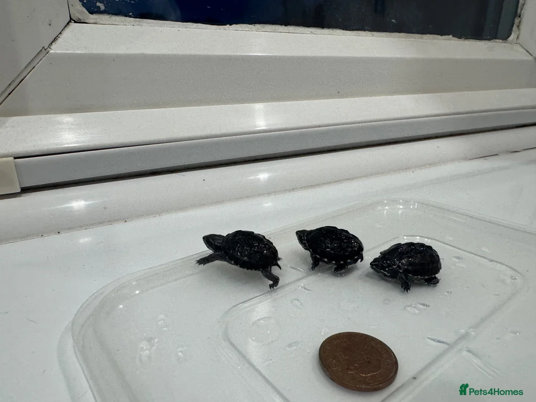 Turtle reptiles for sale: Baby Turtles  - Advert 2