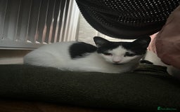British Shorthair cats for sale: Lovely 1 year old male cat  - Image 3