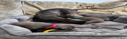 Italian Greyhound dogs for sale: 🏡 KC Italian greyhound puppies for sale 🏡 - Advert 8