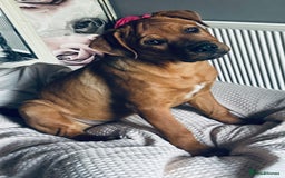 Mixed Breed dogs for sale: Female dog  - Image 3