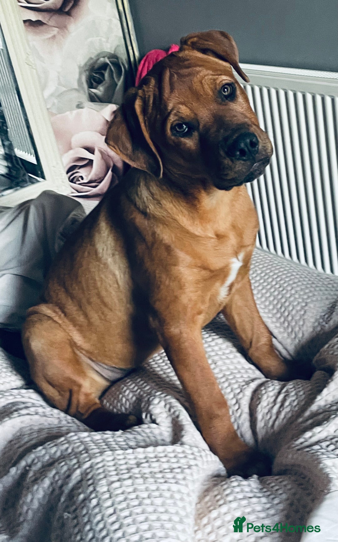 Mixed Breed dogs for sale: Female dog  - Image 3