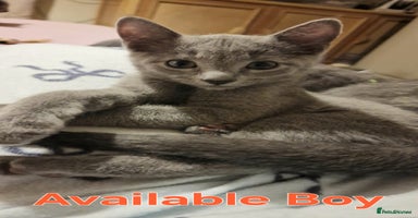 Russian Blue cats 🐾 Beautiful TICA Pedigree Russian Blue Kittens 🐾 - Advert 1