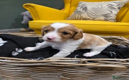 Cavapoo dogs for sale: cavapoo puppies - Image 6