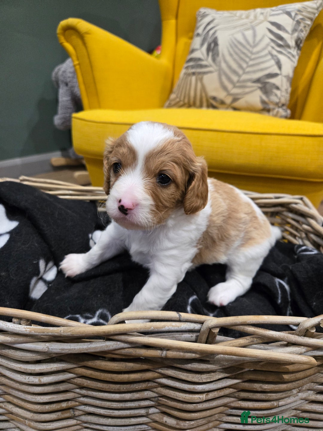 Cavapoo dogs for sale: cavapoo puppies - Image 6