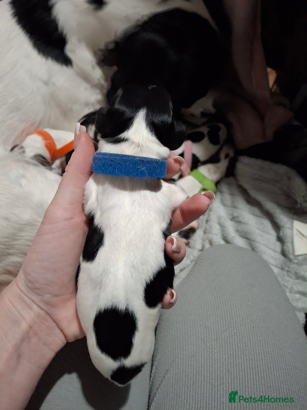 Sprocker dogs for sale: Sprocker/Springer Spaniel pups - Advert 11