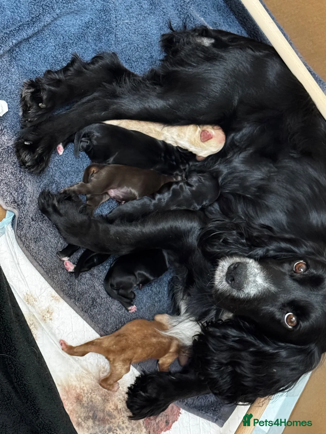 Cocker Spaniel dogs for sale: Beautiful working cocker spaniel puppies - Advert 6