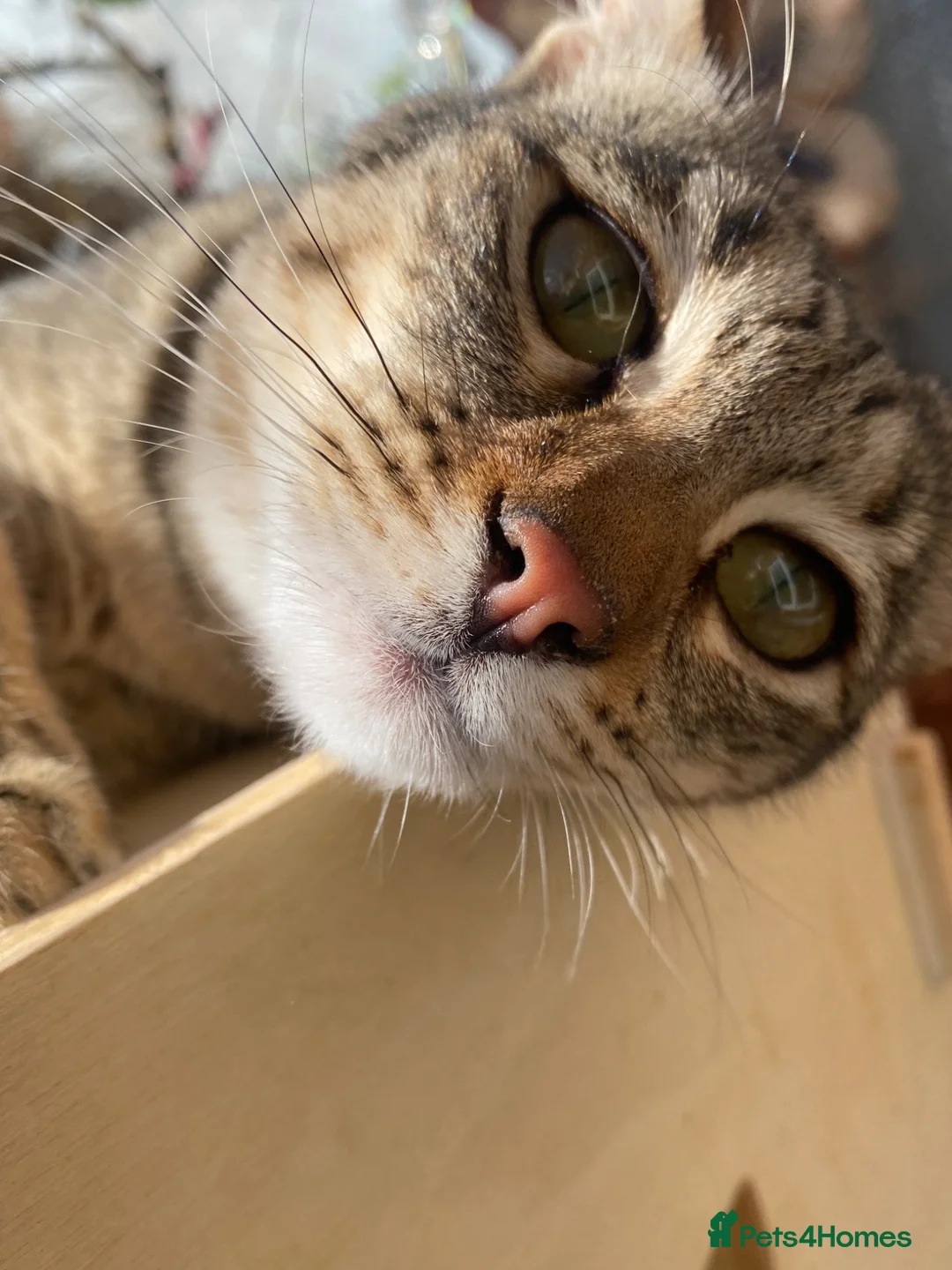 Savannah cats for sale: FULL PEDIGREE SAVANNAH girl KITTEN F5 SBT - Advert 1