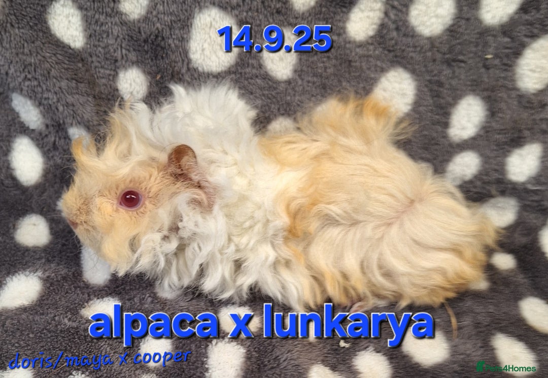 Guinea Pig rodents for sale: Bonded lunkarya and alpaca guinea pigs  - Image 5