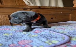 Staffordshire Bull Terrier dogs for sale: Beautiful Kennel registered blue staffie for sale  - Image 17